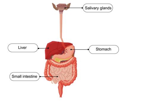 Simple Stomach Diagram