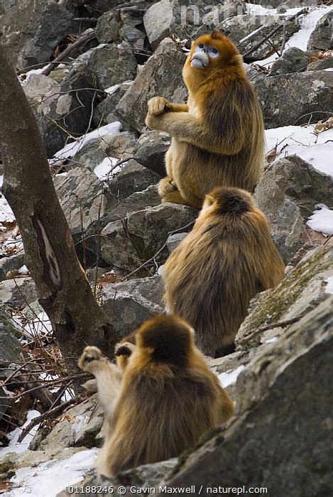 Stock Photo Of Three Sichuan Golden Snub Nosed Monkeys Rhinopithecus