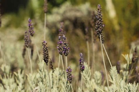 Como Secar Lavanda En Casa En Pasos Ideas Verdes