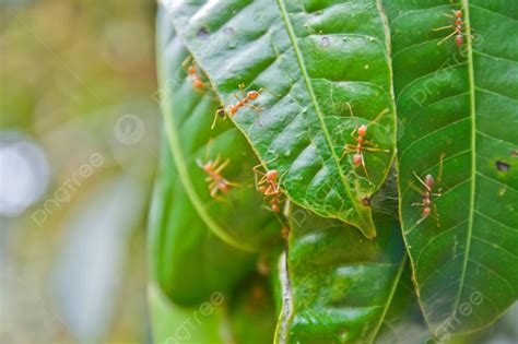 Sarang Semut Merah Di Pohon Mangga Foto Latar Belakang Dan Gambar Untuk