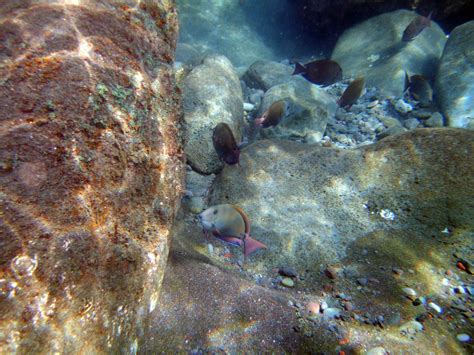 Snorkeling at Honolua Bay