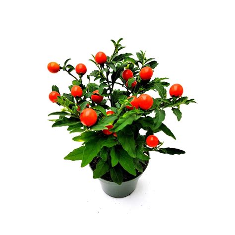 Jerusalem Cherry Solanum Pseudocapsicum Winter Cherry And Christmas