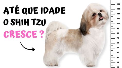 ATÉ QUE IDADE CRESCE O SHIH TZU Do nascimento até os 12 meses YouTube