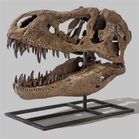 Tyrannosaurus Rex Dinosaur Skull (CAST) – SkullStore Inc.