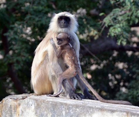 Gray Langurs Also Called Hanuman Langurs And Hanuman Monkeys Stock