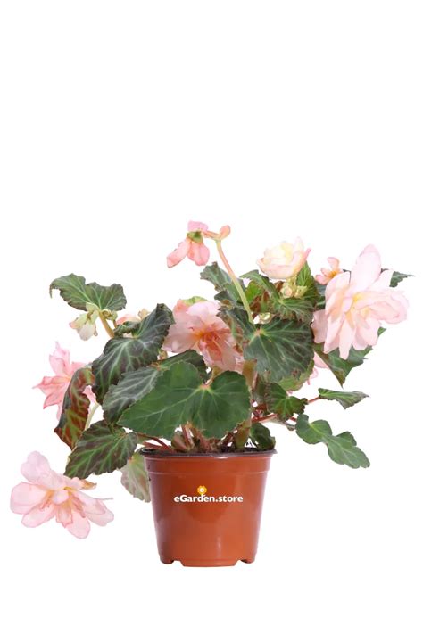 Begonia Ibrida Varie Colorazioni Vivaio Online EGarden