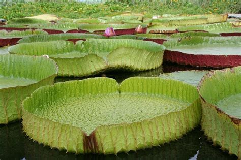 Giant Waterlilies Leaves Dressed To Impress Laidback Gardener