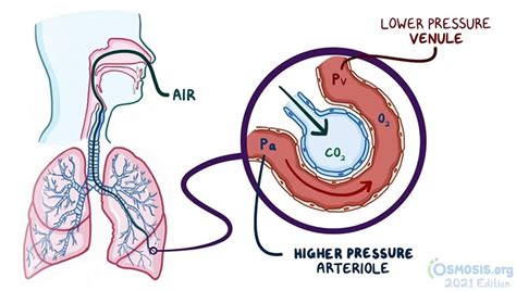 Osmosis Zones Of Pulmonary Blood Flow Video Dailymotion