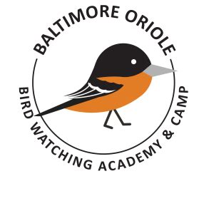 Baltimore Oriole - Bird Watching Academy