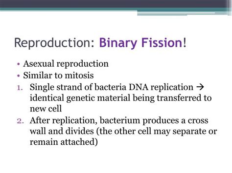 Ppt Prokaryotes Bacteria And Archaebacteria Powerpoint Presentation Id 2016106