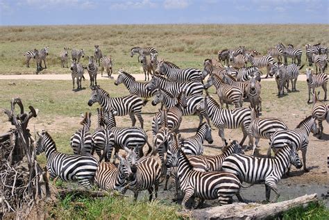 Afrika Tansania Nationalpark Kostenloses Foto Auf Pixabay Pixabay