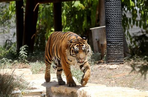 Tigar Usmrtio Mladu Enu U Safari Parku Policija Istra Uje Kako Su