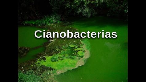 Cianobacterias Y Cianotoxinas YouTube