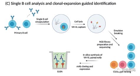抗体发现中的单个B细胞技术 北京华大蛋白质研发中心有限公司