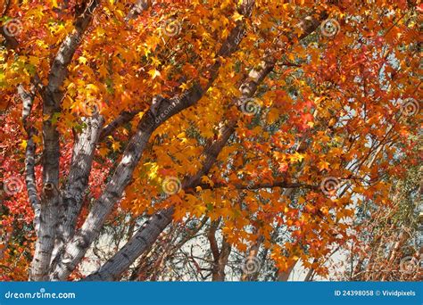 Bright Autumn Foliage Stock Photo Image Of Orange Tree 24398058