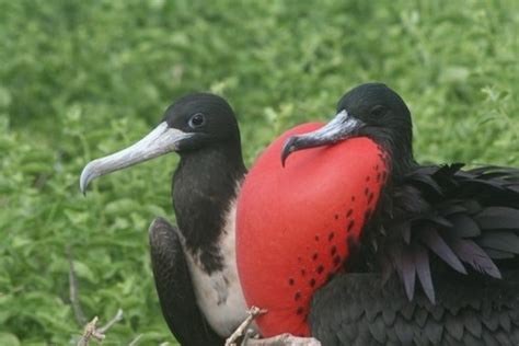 Fragata Tijereta Fauna Intermareal Rocoso Punta Piedra Mahahual