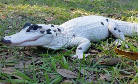 Meet The Worlds First Piebald Alligator And An Extremely Rare