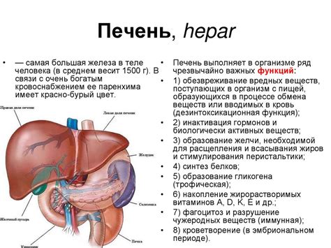 Анатомия печени рисунок печени