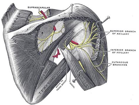 Axillary Nerve - Anatomy - Orthobullets