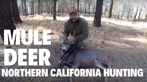 Mule Deer Northern California Hunting Youtube