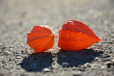 Gratis Billeder Natur Sand Plante Blad Blomst Kronblad Orange