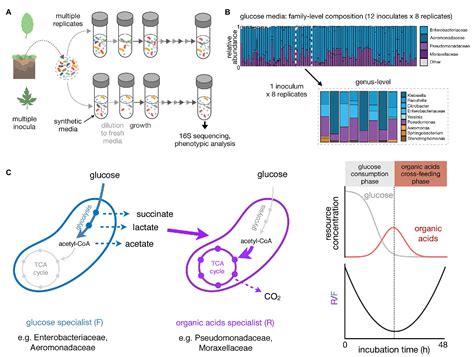 Frontiers Multi Replicated Enrichment Communities As A Model System