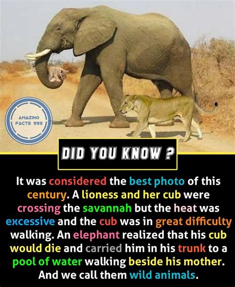 Did You Know 😯 Unbelievable Facts Fun Facts True Interesting Facts