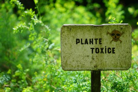 Plantes Toxiques Les Identifier Et Les Viter Verger Mirabelle