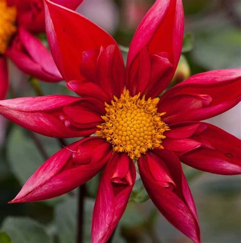 Top 10 Star Shaped Flowers For Your Garden