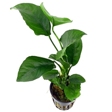 Anubias Barteri Var Caladiifolia Aquasabi Aquarium Shop