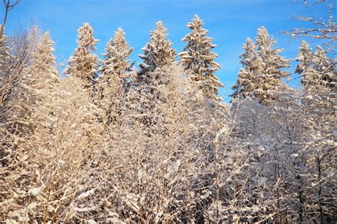 El Abeto Picea Es Un Rbol De Con Feras De Hoja Perenne De La Familia