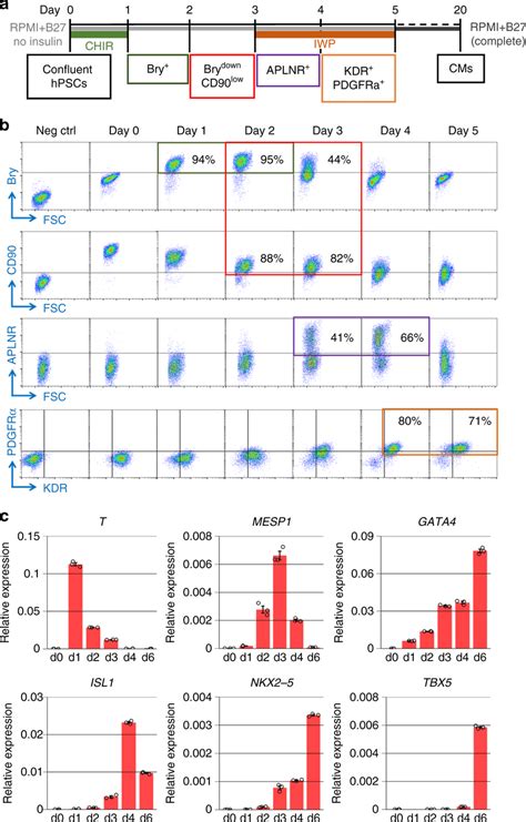 Identification Of Progenitors In Cardiac Differentiation Of Hpscs A