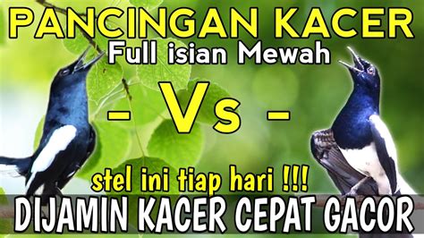 Masteran Kacer Gacor Full Isian Cocok Buat Melatih Mental Dijamin