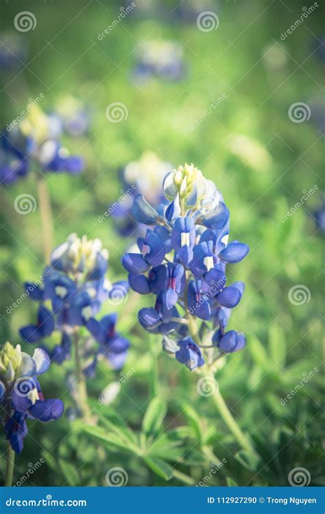 Close Up Of Bluebonnet The State Flower Of Texas Usa Stock Photo