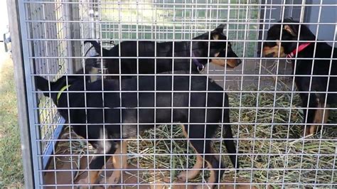 Adorable Sheep Dog Puppies Playing Around At The South East Field Days