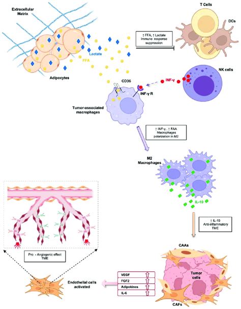 Schematic Representation Of Indirect Effects Mediated By Adipocytes And