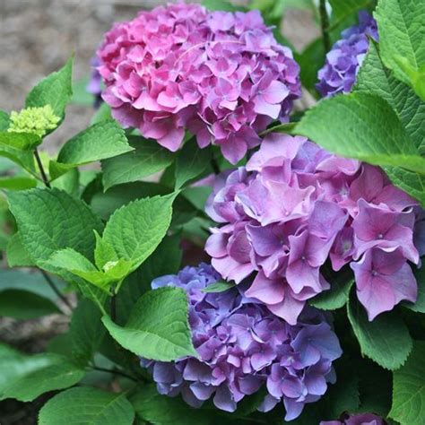 Hydrangea Lets Dance Blue Jangles Bigleaf Hydrangea Jackson Perki