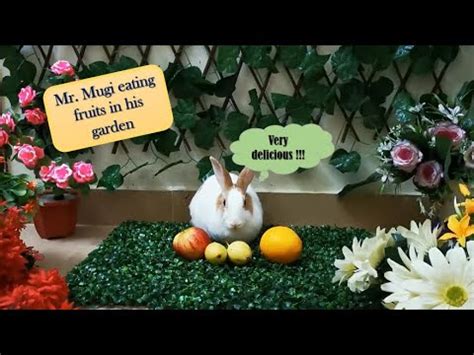 Holland Bunny Rabbit Mr Mugi Playing In Garden Vlog YouTube