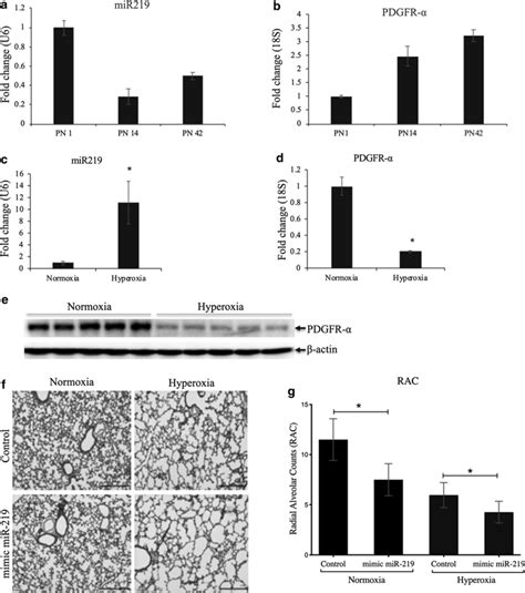 Mir P Mir And Pdgfr During Lung Development And Effect Of