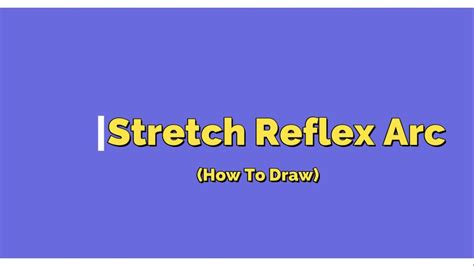 How To Draw Stretch Reflex Arc Label Stretch Reflex Arc Easy