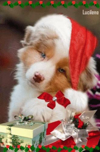 Dog Christmas Wallpaper Gif - Pets Lovers