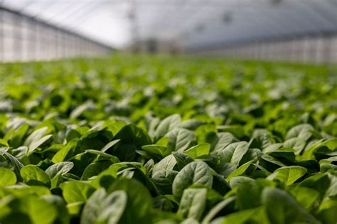 Vital Equipment for Greenhouse Commercial Farming | Technology