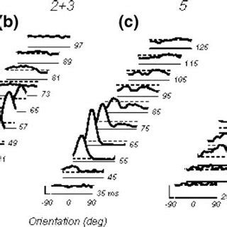 Orientation Tuning Dynamics Of Neurons In Various V Layers Measured