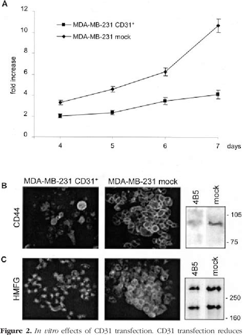 Figure 2 From Role Of CD31 Platelet Endothelial Cell Adhesion Molecule