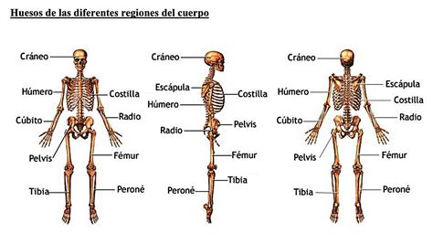 Cuántos Huesos Tiene El Cuerpo Humano Y Cuáles Son