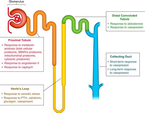 Proximal And Distal Tubules