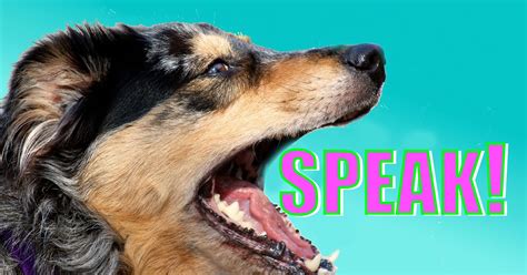 Can You Speak Dog? | Dogs, Dog mom, Dog hacks