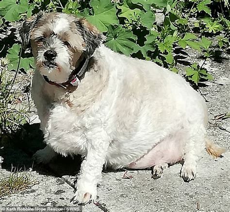 Shih Tzu Who Weighed Over 2st Sheds More Than A Third Of Body Weight