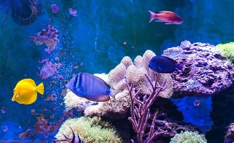 Saltwater aquarium fish species for beginners – reef aquascape designs