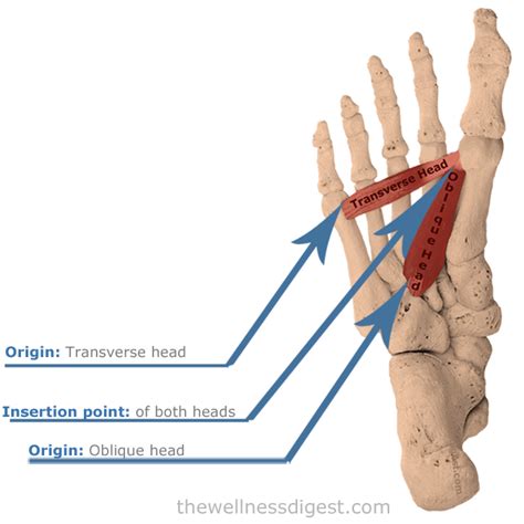 Adductor Hallucis Muscle Origin Insertion Actions The Wellness Digest